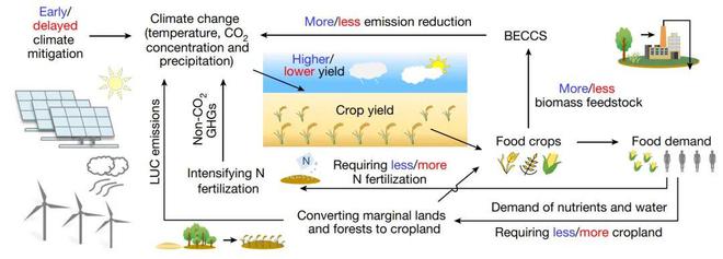 Nature!复旦大学发现使用生物能源作物或为应对气候和粮食的关必威 必威betway键(图2)