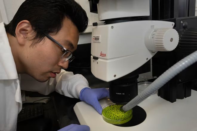 必威 betway必威产油浮萍了解下？基因改造使生物燃料来源更可持续 产量为大豆7倍(图1)