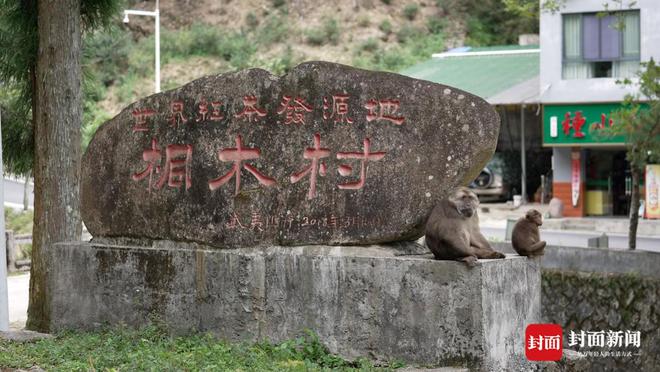 难舍“松香味”：红茶发源地松木禁入 烟熏工艺的留与变 公园中国·武夷山下必威 必威betway(图1)