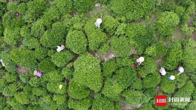难舍“松香味”：红茶发源地松木禁入 烟熏工艺的留与变 公园中国·武夷山下必威 必威betway(图6)