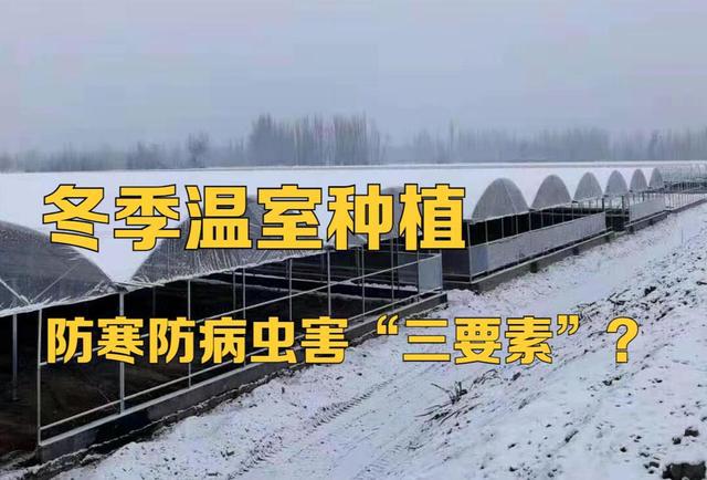 必威 betway必威冬季温室种植如何做好防寒、防病虫害？这“三要素”一定要做好(图1)