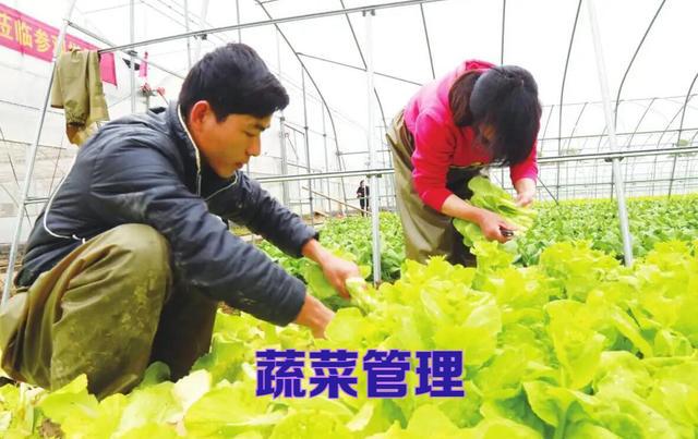 必威 betway必威冬季温室种植如何做好防寒、防病虫害？这“三要素”一定要做好(图9)