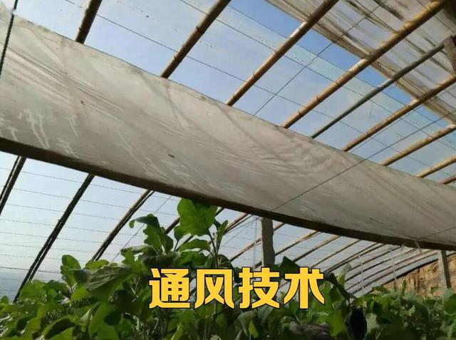 必威 betway必威冬季温室种植如何做好防寒、防病虫害？这“三要素”一定要做好(图7)