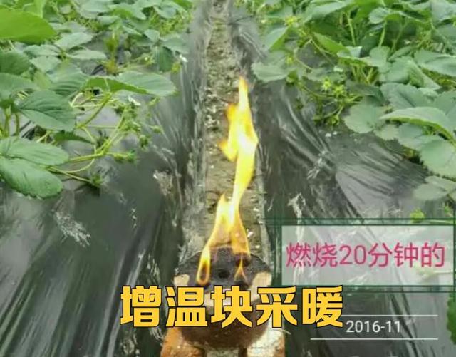 必威 betway必威冬季温室种植如何做好防寒、防病虫害？这“三要素”一定要做好(图6)