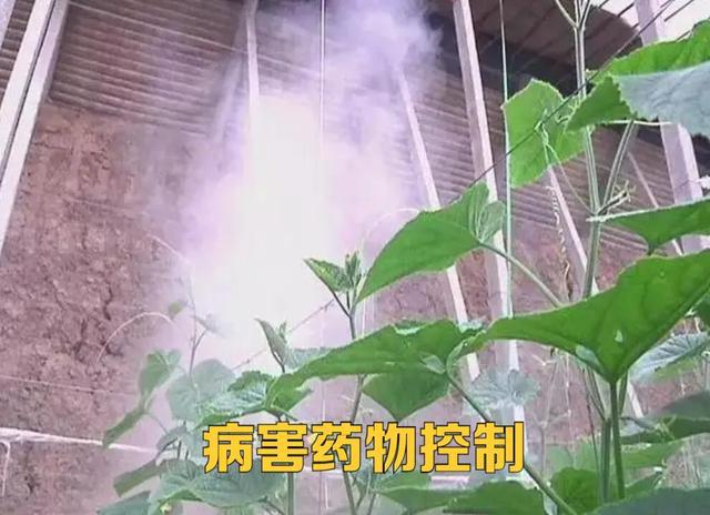 必威 betway必威冬季温室种植如何做好防寒、防病虫害？这“三要素”一定要做好(图10)