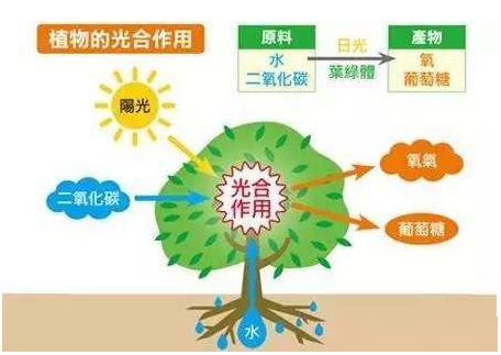 必威 必威betway生物质是重污染燃料还是清洁燃料？？？(图1)