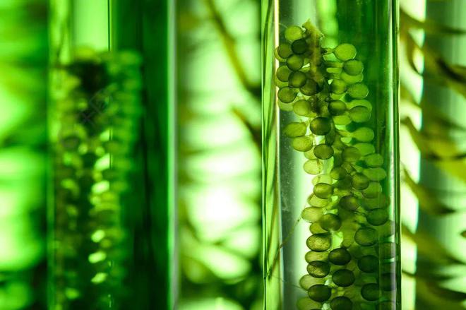 必威 betway必威【国际】美能源部将资助生物能源原料、生物燃料优化项目(图1)
