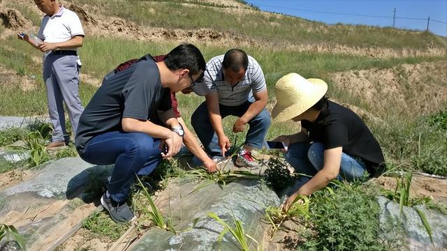 必威 betway必威亩产值高达30吨种一次能收割15年！种植巨菌草真的可以赚钱吗？(图3)