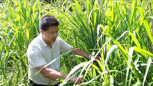 必威 betway必威亩产值高达30吨种一次能收割15年！种植巨菌草真的可以赚钱吗？(图6)