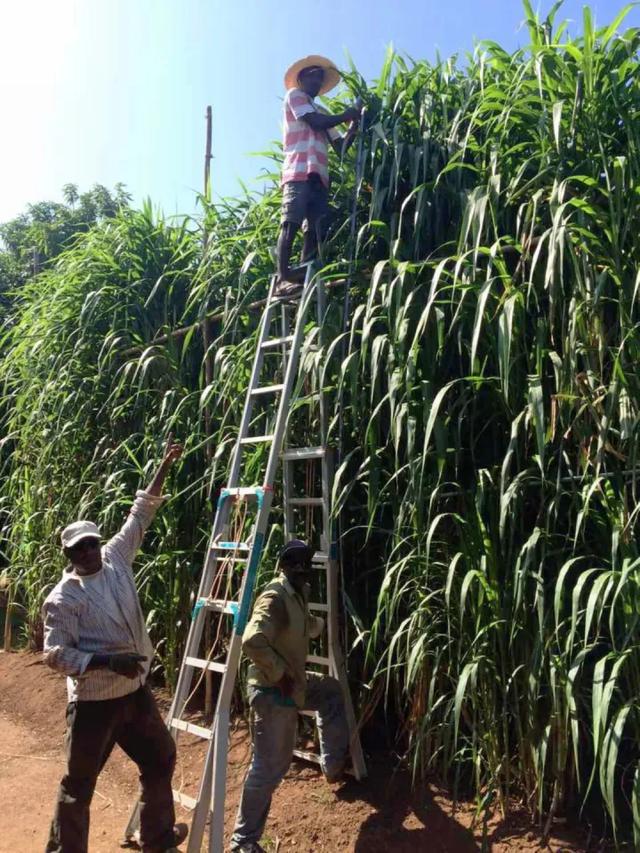 必威 betway必威亩产值高达30吨种一次能收割15年！种植巨菌草真的可以赚钱吗？(图11)