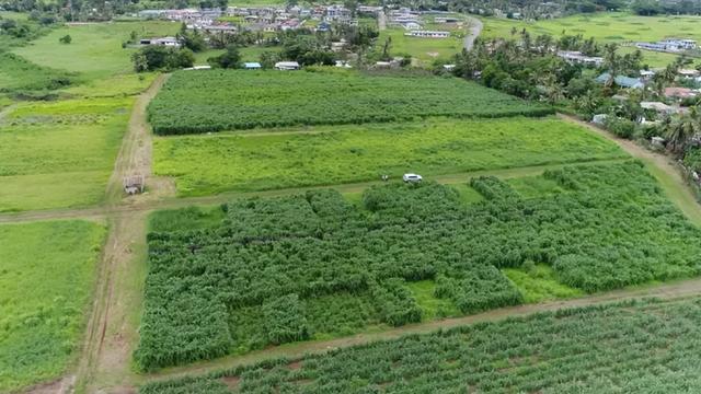 必威 betway必威亩产值高达30吨种一次能收割15年！种植巨菌草真的可以赚钱吗？(图12)