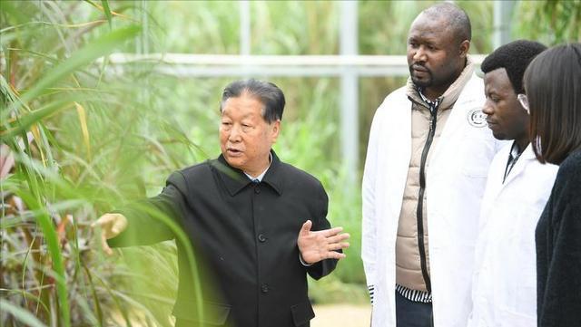 必威 betway必威亩产值高达30吨种一次能收割15年！种植巨菌草真的可以赚钱吗？(图19)