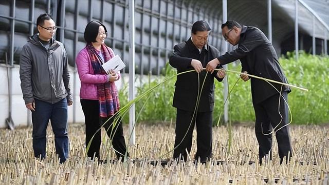 必威 betway必威亩产值高达30吨种一次能收割15年！种植巨菌草真的可以赚钱吗？(图21)