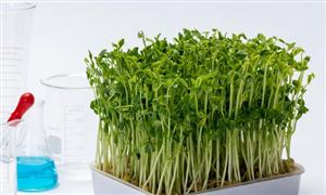 生物质燃料行业发展趋势如何 生物质燃料行业发展潜力及技术分析必威 betway必威(图4)