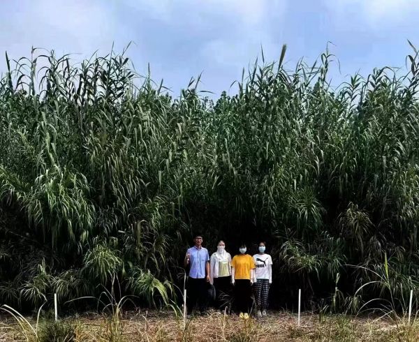 必威 betway必威倪维斗院士：通过技术创新大力发展超级能源生物质燃料(图2)