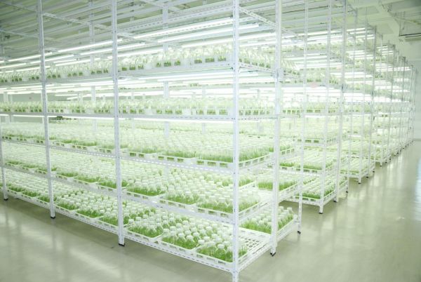 必威 betway必威倪维斗院士：通过技术创新大力发展超级能源生物质燃料(图3)