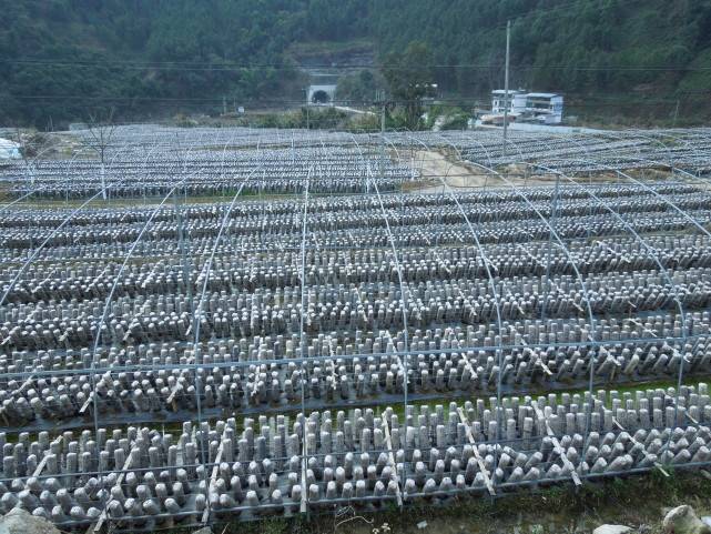 秸秆资源化利用成效显 循环有机农业效益高必威 betway必威(图2)