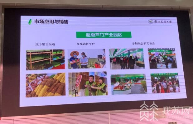 能发电 能修复土壤 能吸附重金属 小小植物却有大大能量必威 betway必威(图2)