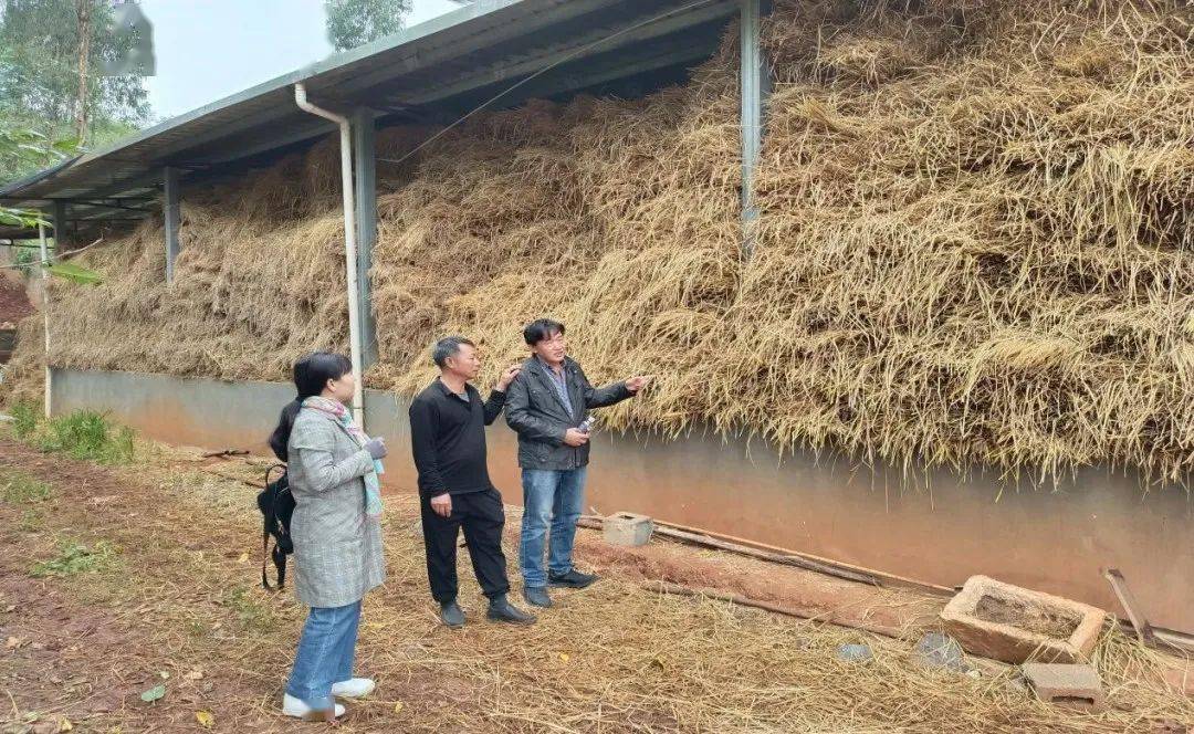 必威 必威betway石屏农作物秸秆综合利用成效显著(图3)
