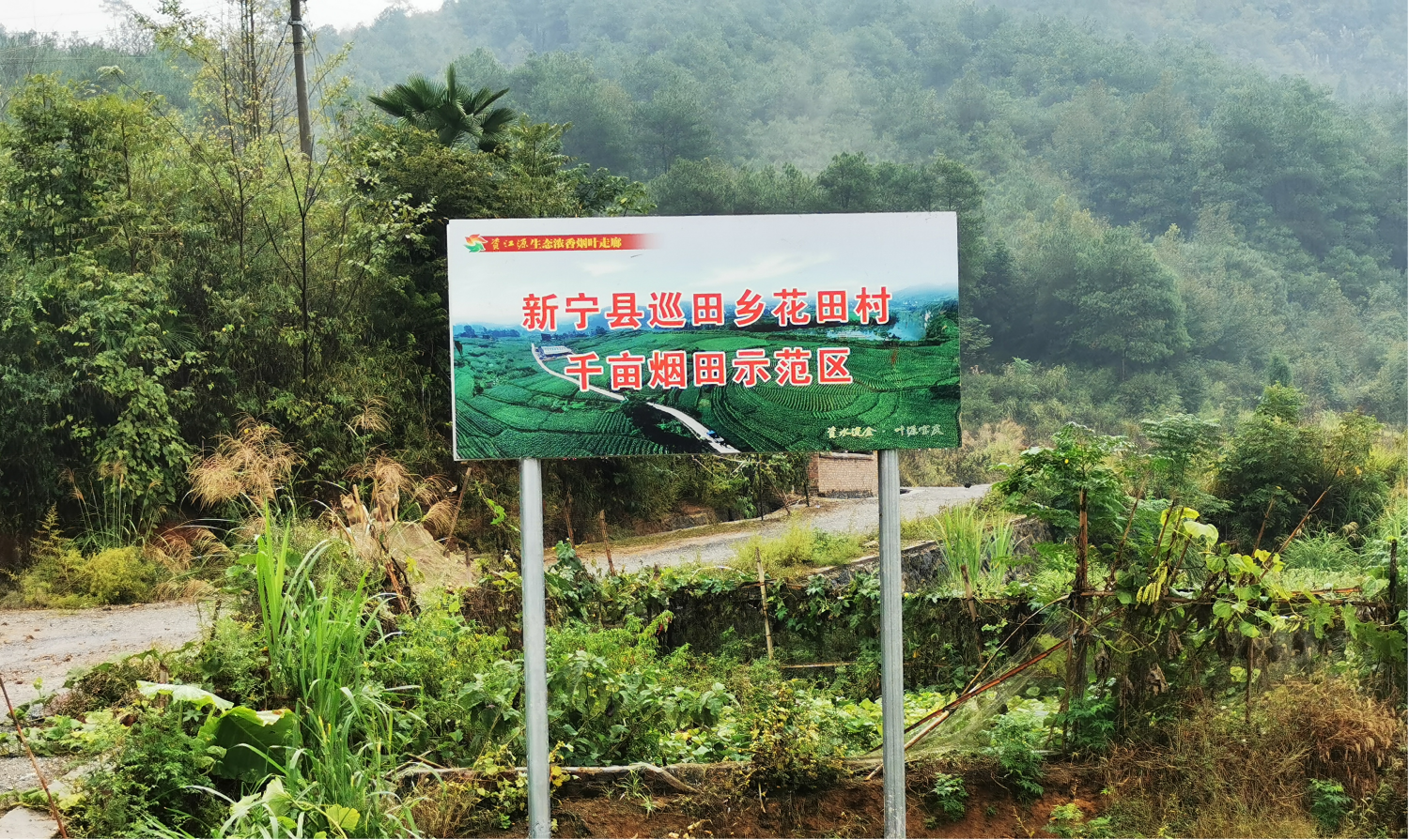 必威 betway必威湖南新宁：耕耘在种烟第一村的(图2)