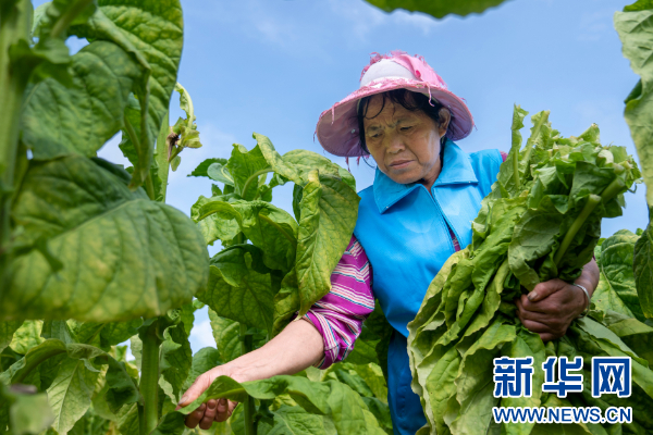 必威 betway必威德江：“黄金叶”助力致富之路稳定长远(图3)